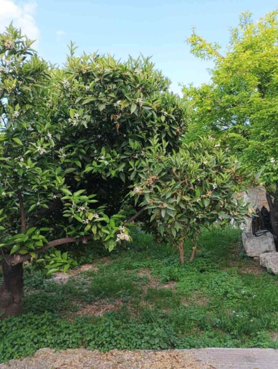 Aνεξάρτητη Παραδοσιακή Πέτρινη Κατοικία Corinth Экстерьер фото